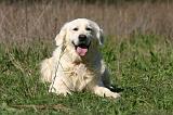 GOLDEN RETRIEVER 1108
